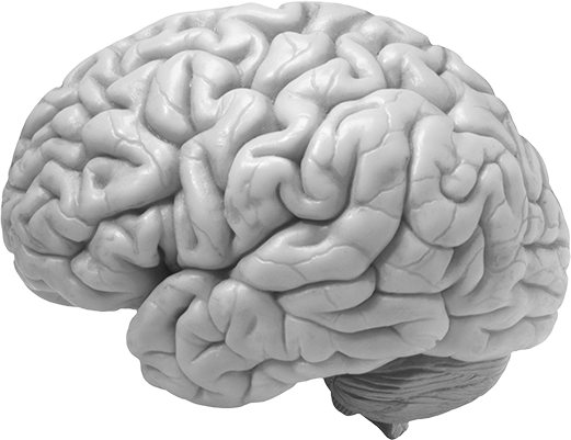 Picture of a Brain